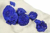 Vibrant Blue Azurite Suns on Siltstone - Australia #254043-1